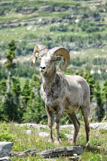 Glacier National Park
