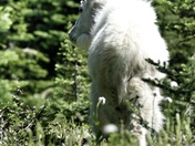 Glacier National Park