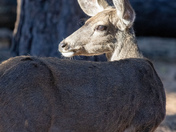 Lassen Volcanic National Park