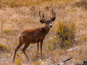 Rocky Mountain National Park