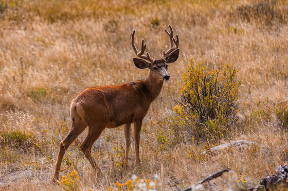 Rocky Mountain National Park