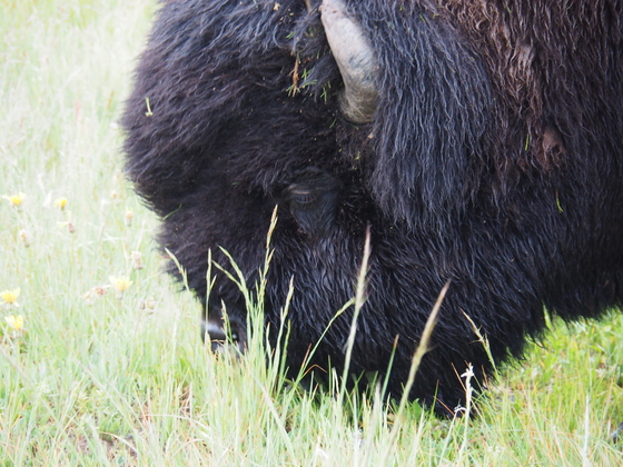 Yellowstone National Park