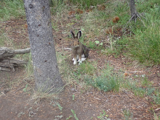 Yellowstone National Park