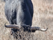 Wichita National Wildlife Refuge
