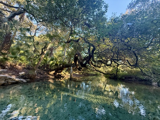 Juniper Springs