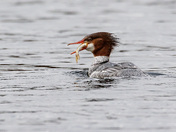 Common Merganser