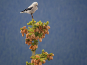 Mount Rainier National Park