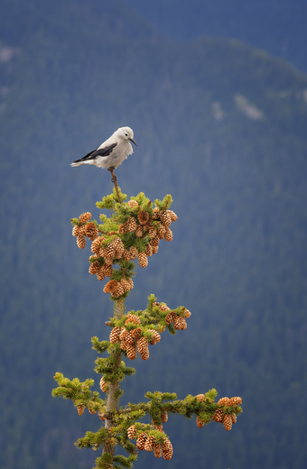 Mount Rainier National Park