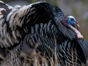 Rocky Mountain National Park