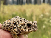 Lassen National Forest, Almanor Ranger District