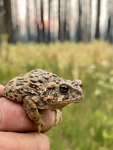 Lassen National Forest, Almanor Ranger District
