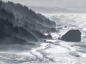 Redwood Forest National Park