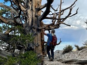 Inyo National Forest