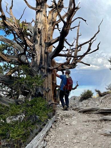 Inyo National Forest