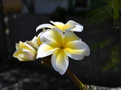 Pu'uhonua O Honaunau National Historical Park