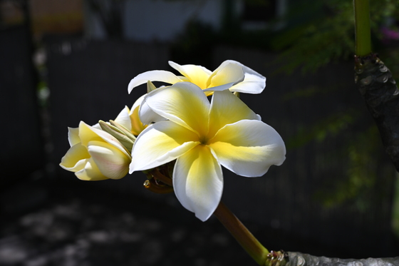 Pu'uhonua O Honaunau National Historical Park