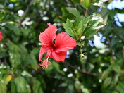 Pu'uhonua O Honaunau National Historical Park