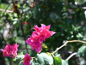 Pu'uhonua O Honaunau National Historical Park