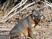 Channel Islands National Park
