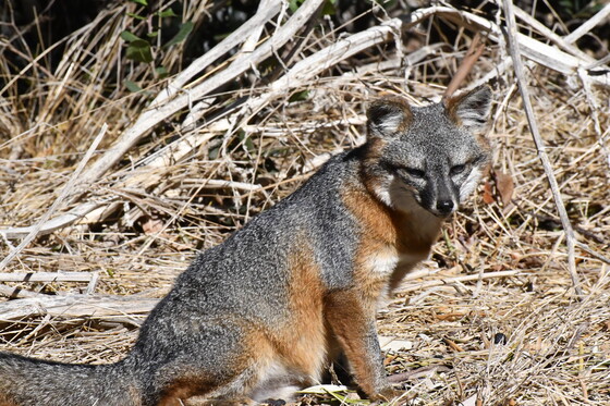 Channel Islands National Park