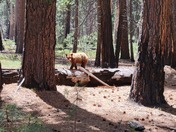 Yosemite National Park