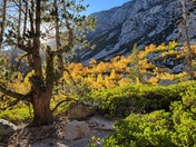 Inyo National Forest