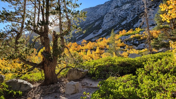 Inyo National Forest