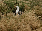 Anacapa Island, Channel Islands National Park