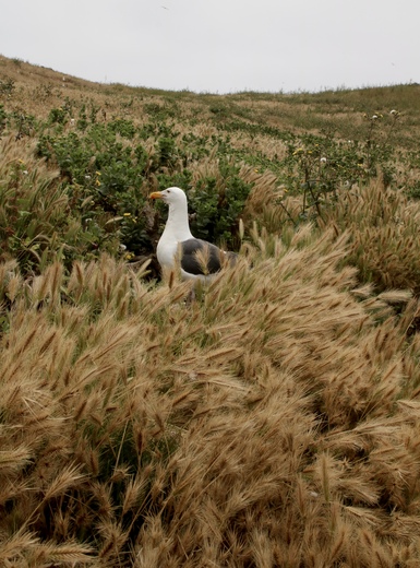 Anacapa Island, Channel Islands National Park