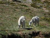 Mt Rainier National Park