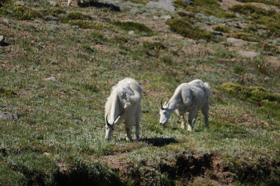 Mt Rainier National Park