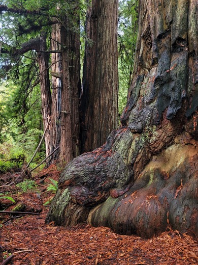 Redwood National and State Parks