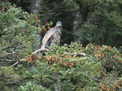 Alaska Maritime National Wildlife Refuge