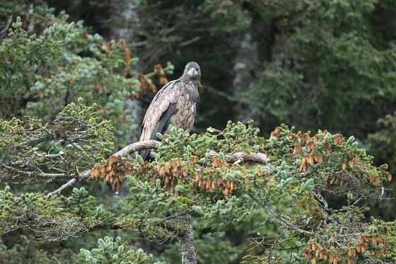 Alaska Maritime National Wildlife Refuge