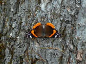 White Mountain National Forest