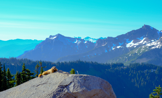Mount Rainier National Park