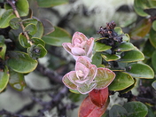 Hawai'i Volcanos National Park