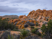 Joshua Tree National Park