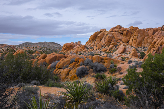 Joshua Tree National Park