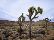 Joshua Tree National Park