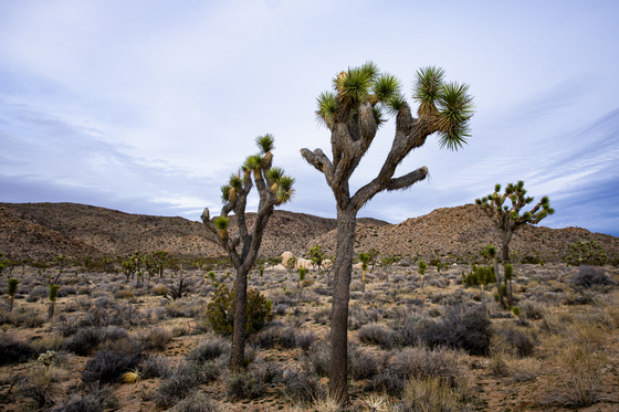 Joshua Tree National Park