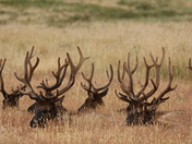 Redwoods National Park