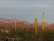 Organ Pipe Cactus National Monument