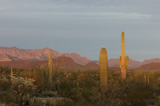Organ Pipe Cactus National Monument