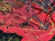 Aitch Recreation Area on Lake Raystown PA