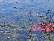 Aitch Recreation Area on Lake Raystown PA