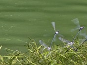 Aitch Recreation Area on Lake Raystown PA