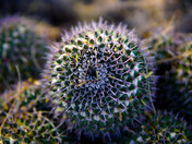 Saguaro National Park