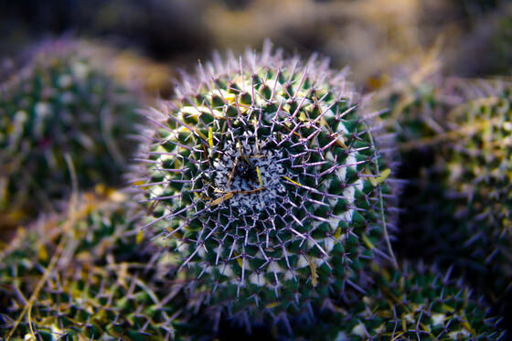 Saguaro National Park