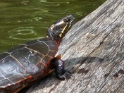 Aitch Boat Launch Raystown Lake